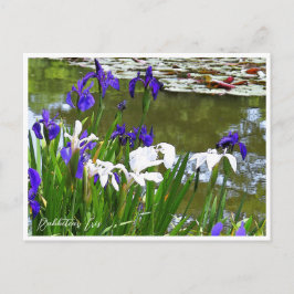 Rabbitear Iris Postkarte