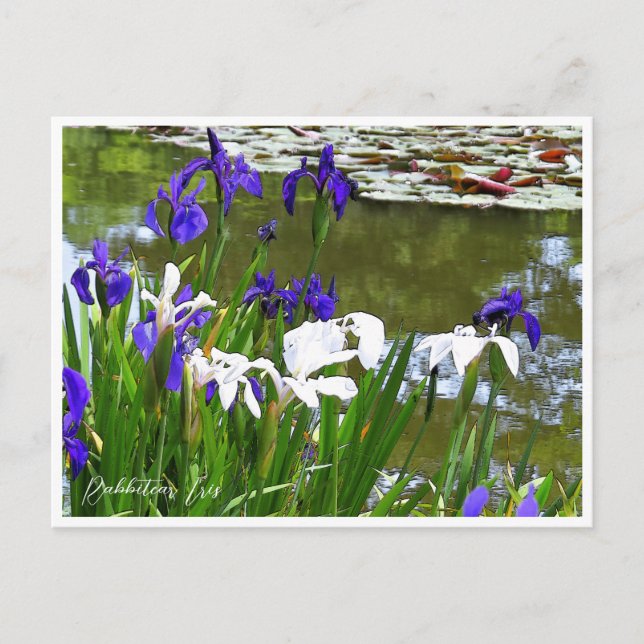 Rabbitear Iris Postkarte (Vorderseite)