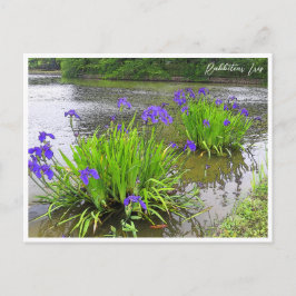 Rabbitear Iris Postkarte
