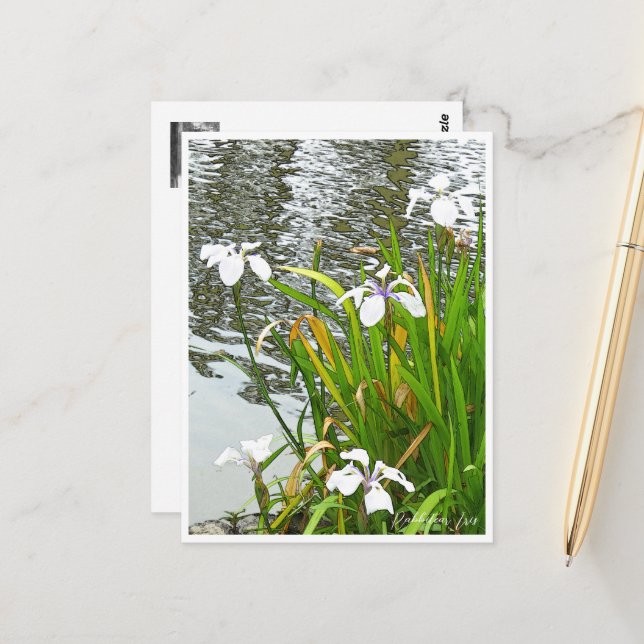 Rabbitear Iris Postkarte (Vorderseite/Rückseite Beispiel)