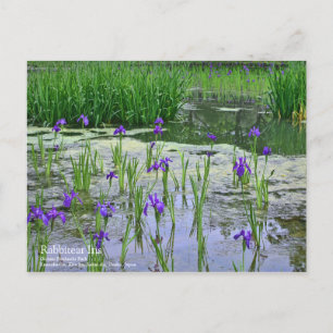 Rabbitear Iris: Postkarte