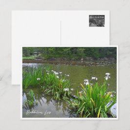 Rabbitear Iris Postkarte