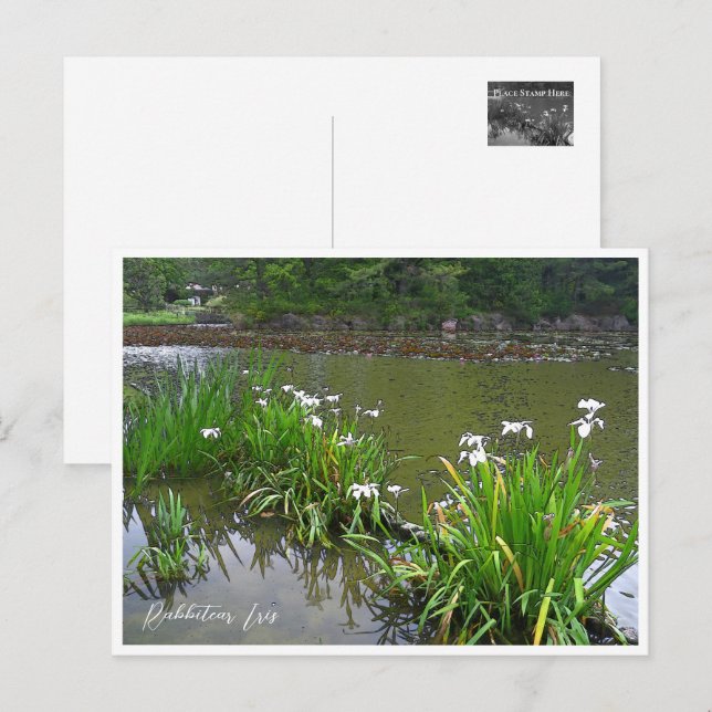 Rabbitear Iris Postkarte (Vorne/Hinten)