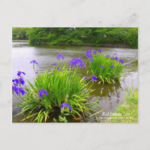 Rabbitear Iris: Postkarte