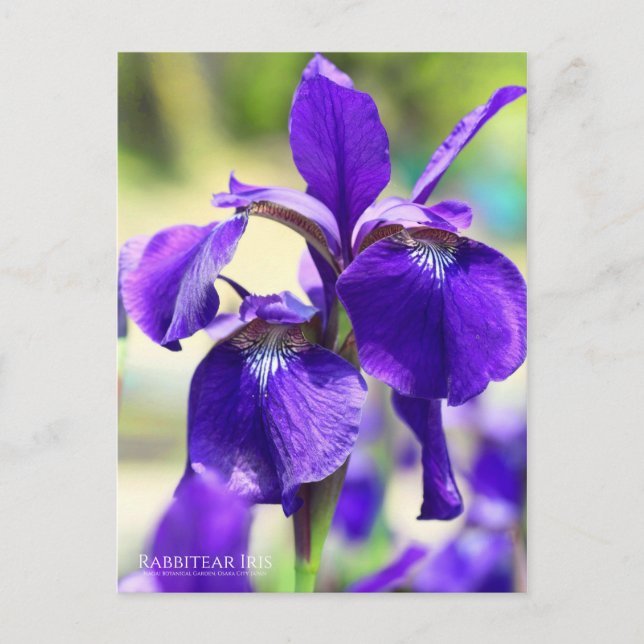 Rabbitear Iris [Postkarte] Postkarte (Vorderseite)