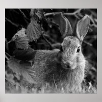 RabbitMono