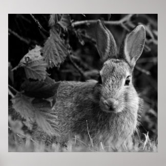RabbitMono Poster
