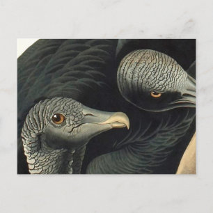 Raben- oder Truthahngeier, John James Audubon Postkarte