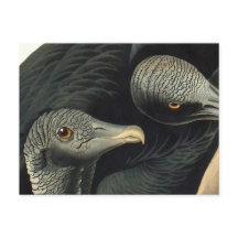 Raben- oder Truthahngeier, John James Audubon