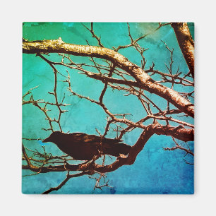 Rabenkrähe Schwarzer Vogel Silberbaum Foto Magnet
