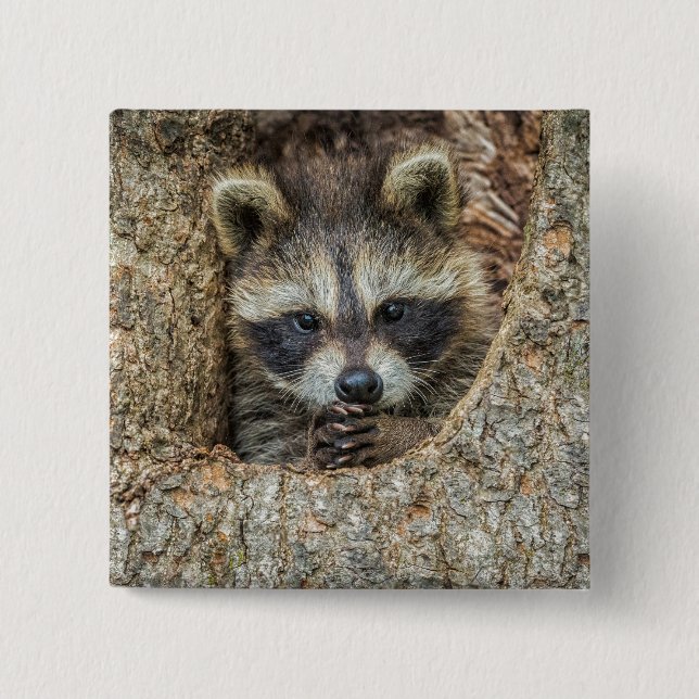 Raccon Nestled Inside a Tremollow Button (Vorderseite)