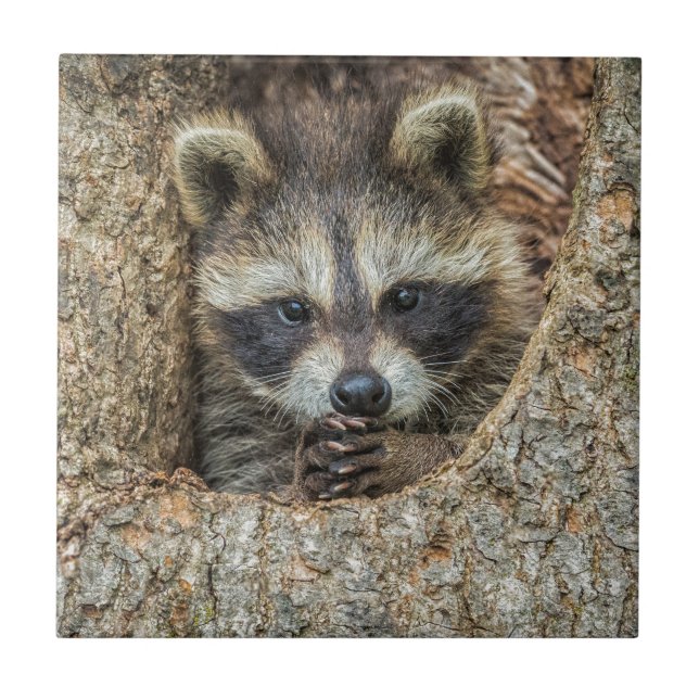 Raccon Nestled Inside a Tremollow Fliese (Vorderseite)