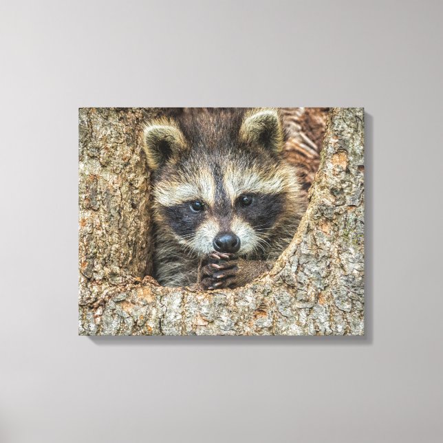 Raccon Nestled Inside a Tremollow Leinwanddruck (Vorderseite)