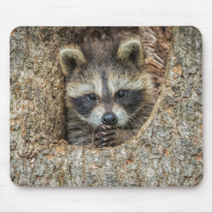 Raccon Nestled Inside a Tremollow Mousepad