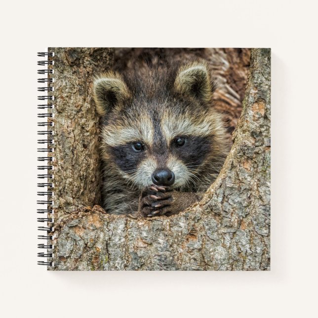 Raccon Nestled Inside a Tremollow Notizbuch (Vorderseite)