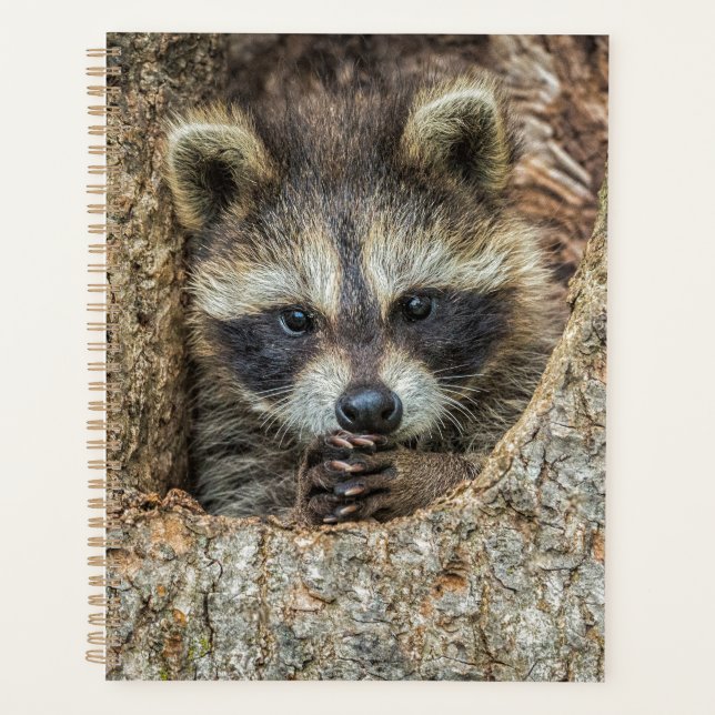 Raccon Nestled Inside a Tremollow Planer (Vorderseite)