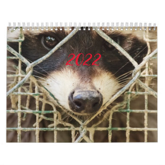 raccon sur le calendrier