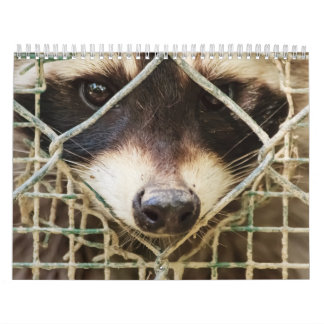 raccon sur le calendrier