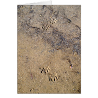 Raccon Tracks auf Caladesi Island Beach