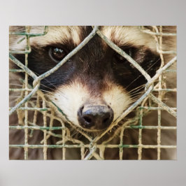 RACCON VALUE POSTER