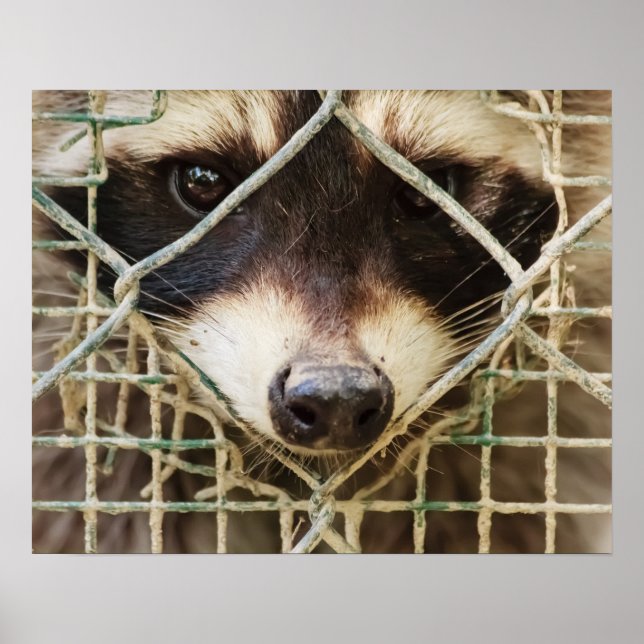 RACCON VALUE POSTER (Vorne)
