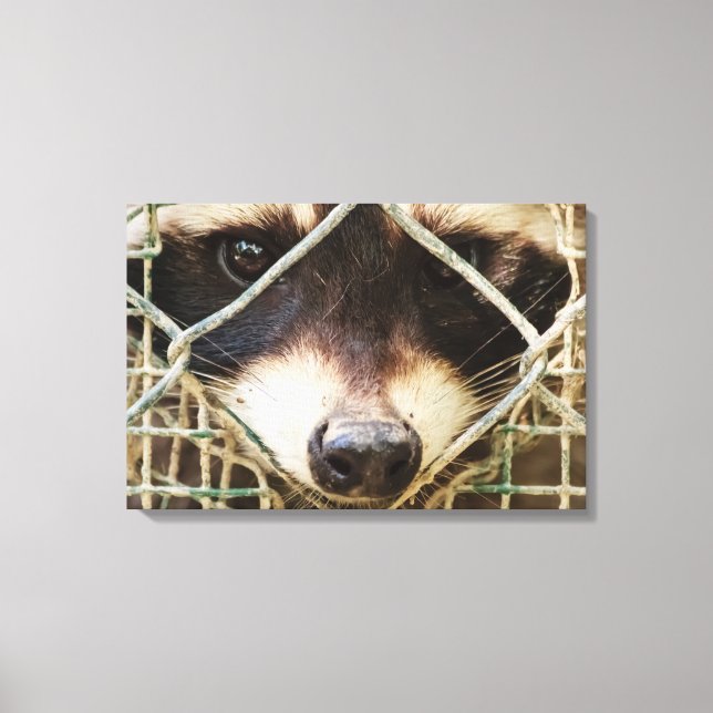        RACCONPRINTCANVAS LEINWANDDRUCK (Vorderseite)