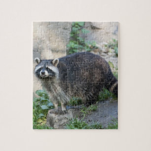 Raccoon