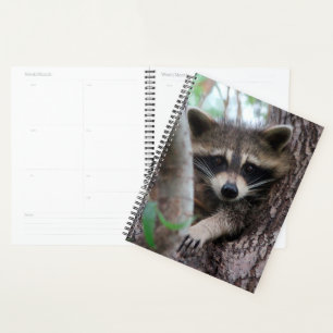 Raccoon