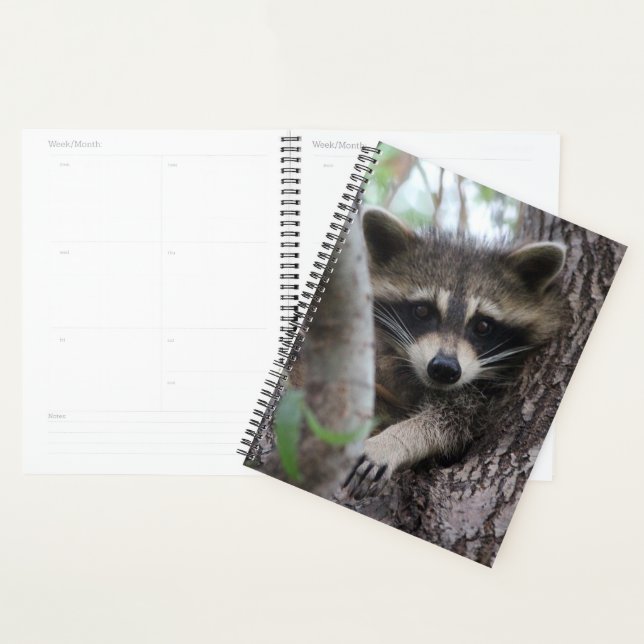 Raccoon (Devant avec enveloppe)