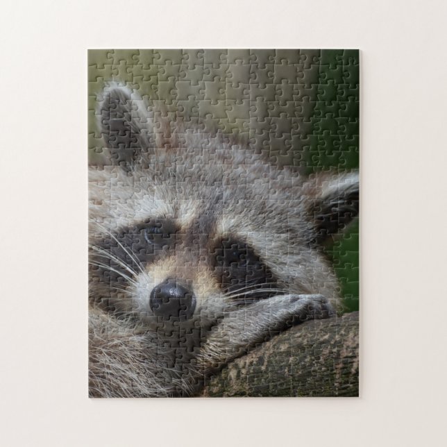 Raccoon (Vertikal)