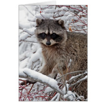 Raccoon