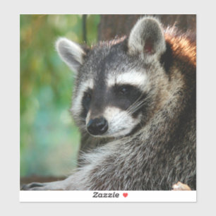 Raccoon 001 aufkleber