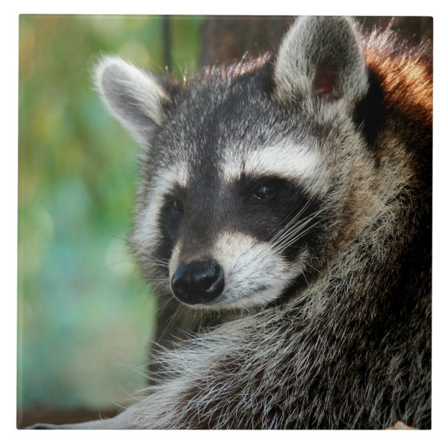 Raccoon 001 fliese (Vorderseite)