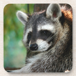 Raccoon 001 getränkeuntersetzer