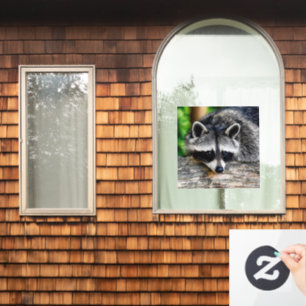 Raccoon 003 fensteraufkleber
