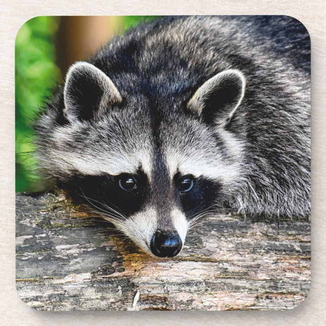 Raccoon 003 getränkeuntersetzer (Vorderseite)