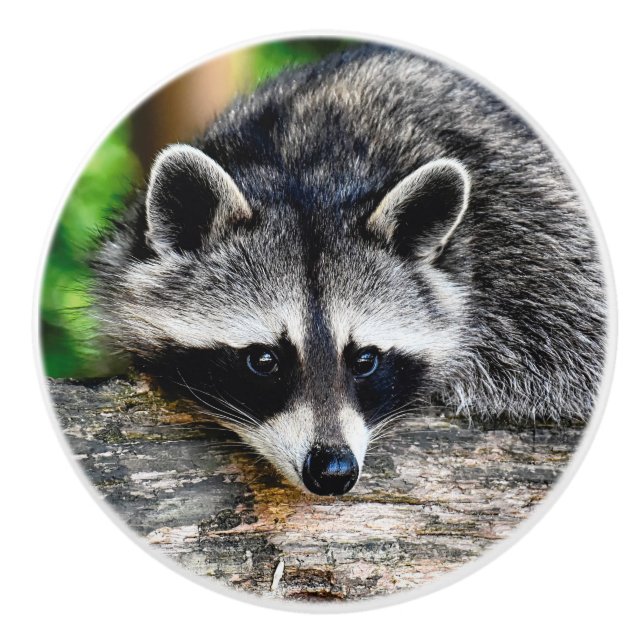 Raccoon 003 keramikknauf (Vorderseite)