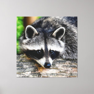 Raccoon 003 leinwanddruck