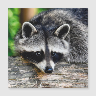Raccoon 003 magnetkarte