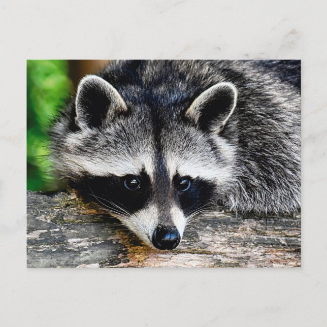 Raccoon 003 postkarte (Vorderseite)
