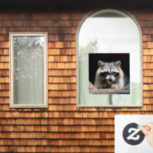 Raccoon 004 fensteraufkleber