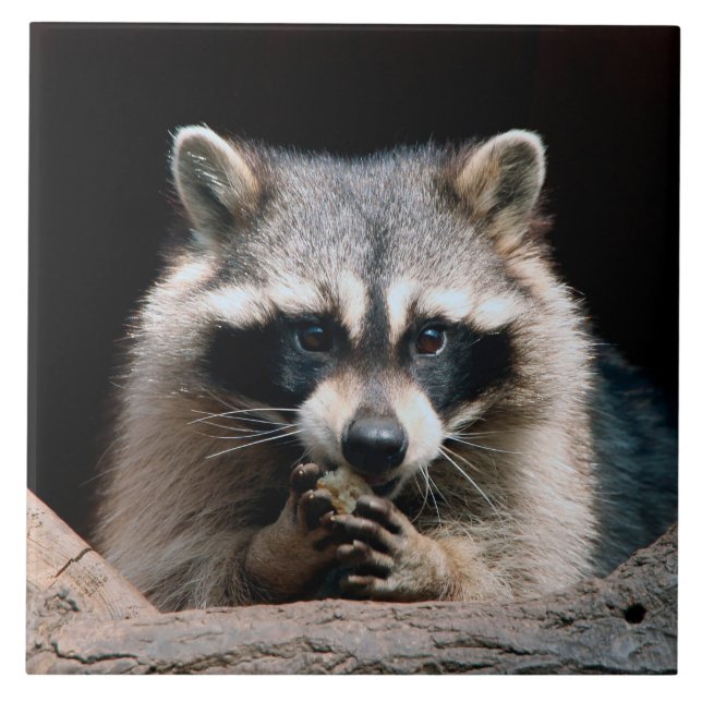 Raccoon 004 fliese (Vorderseite)