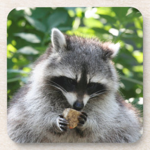 Raccoon 004 untersetzer