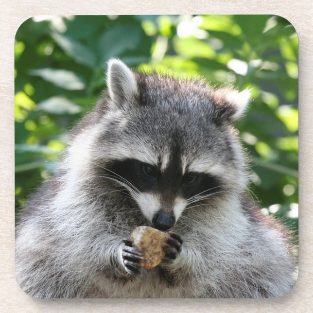 Raccoon 004 untersetzer (Vorderseite)