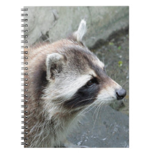 Raccoon_2015_0101 Notizblock