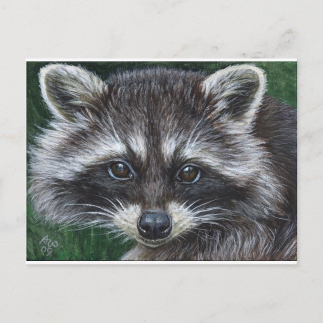 Raccoon #3 postkarte (Vorderseite)