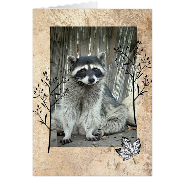 Raccoon adorable (Devant)