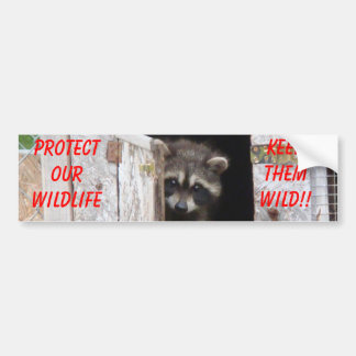 Raccoon behalten sie wild!! Bumoer Aufkleber Autoaufkleber