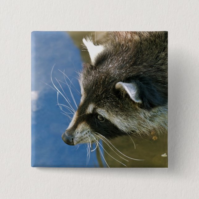 Raccoon Button (Vorderseite)