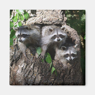 Raccoon - Die drei Amigos Magnet